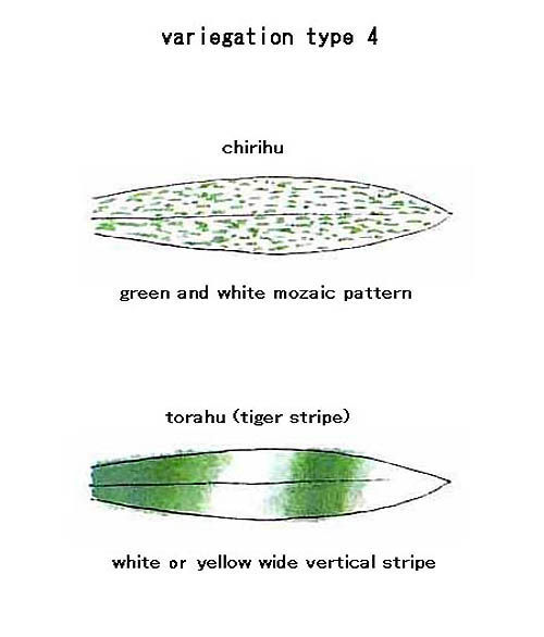 variegation type 4